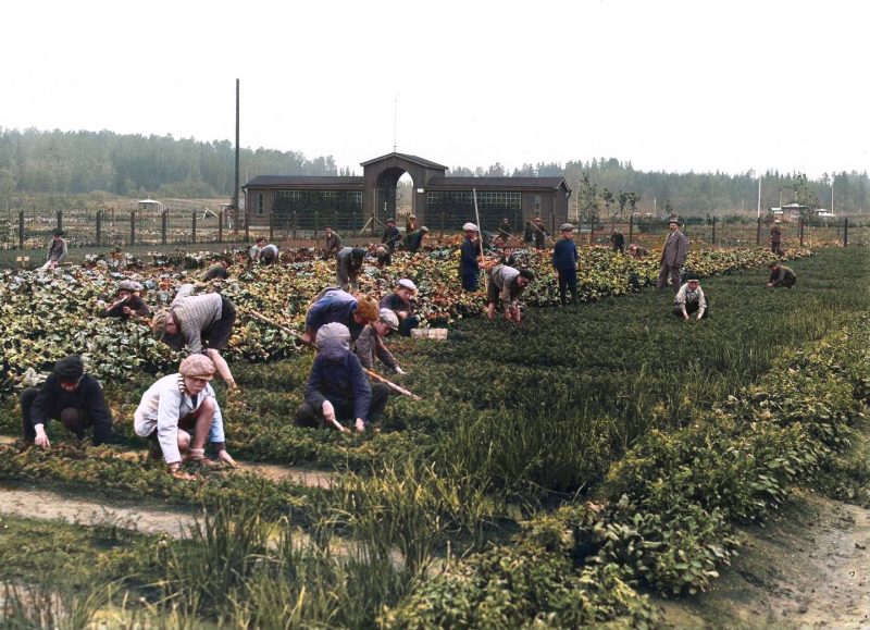 Oppilaspuutarha (Koulukasvitarha) 20-luvulla, Helsingin kaupunginmuseo