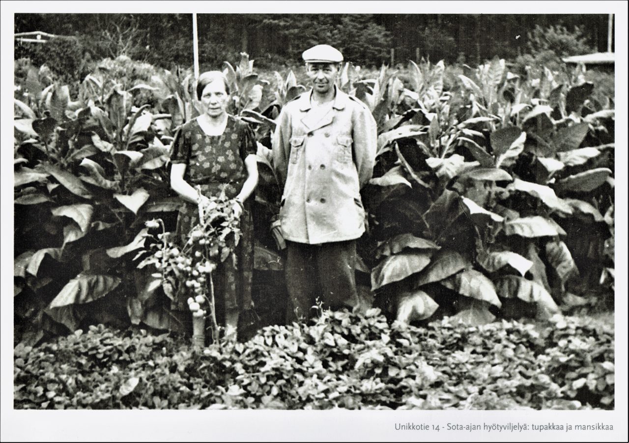 1943 Tupakan ja mansikoiden viljelya s ota-aikana, Helsingin kaupunginmuseo